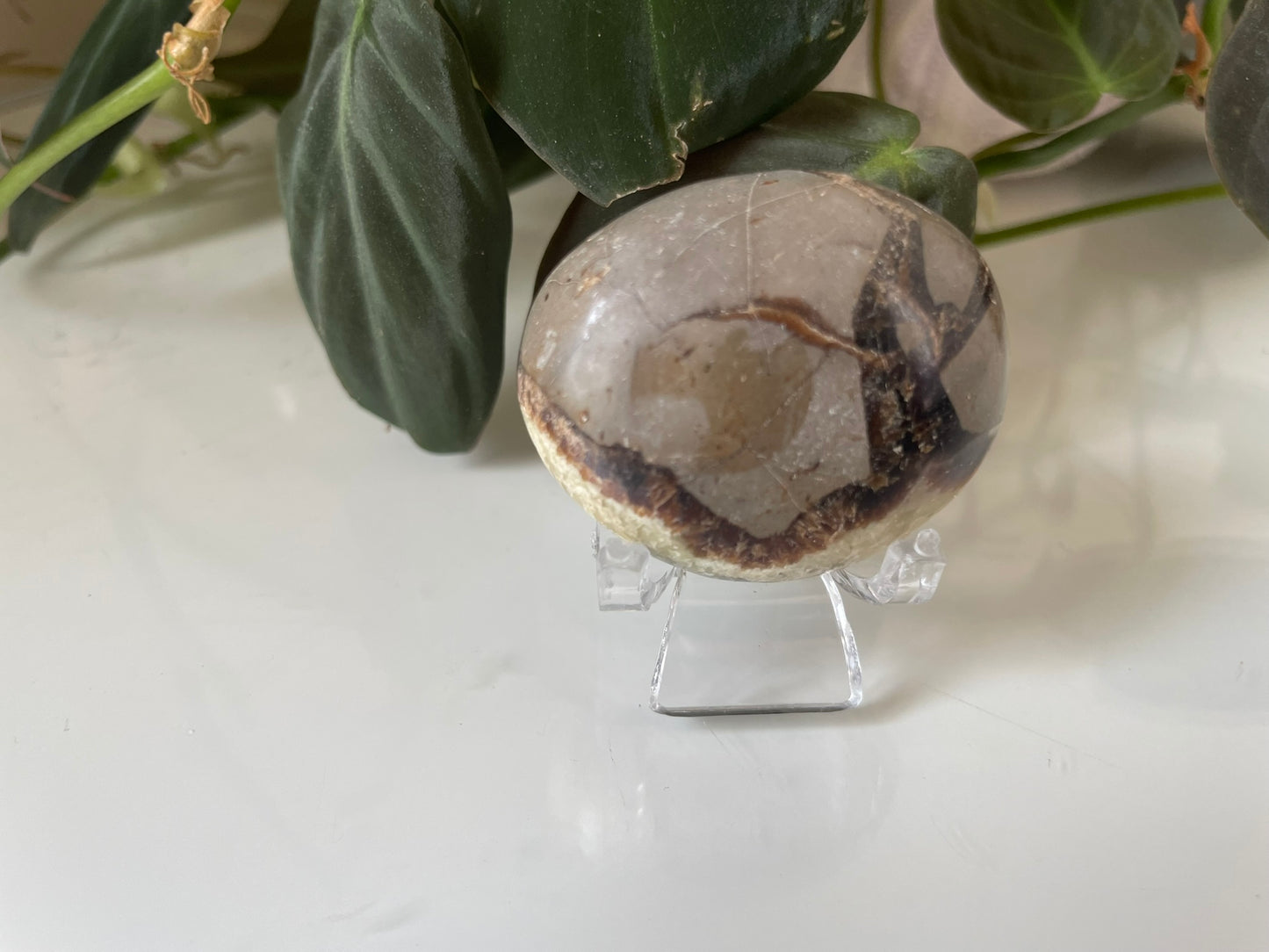 Septarian (Dragon Stone) Palmstone