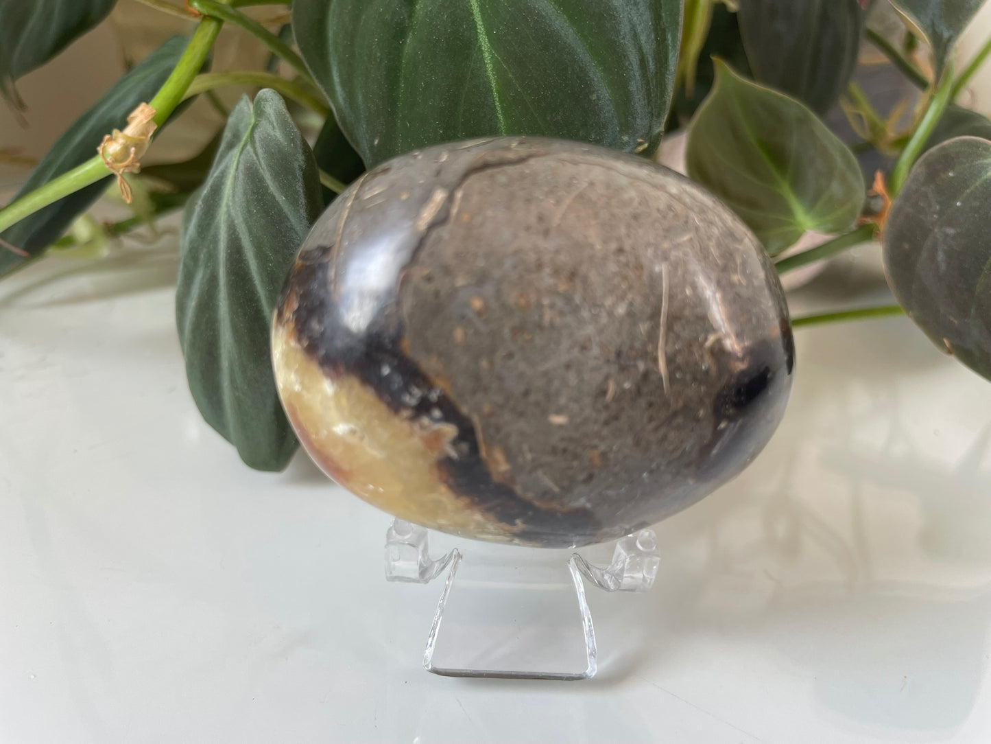 Septarian (Dragon Stone) Palmstone