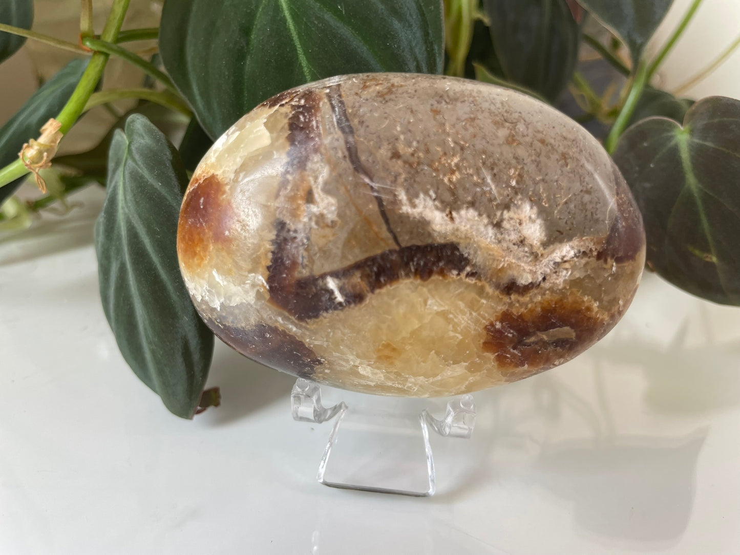 Septarian (Dragon Stone) Palmstone