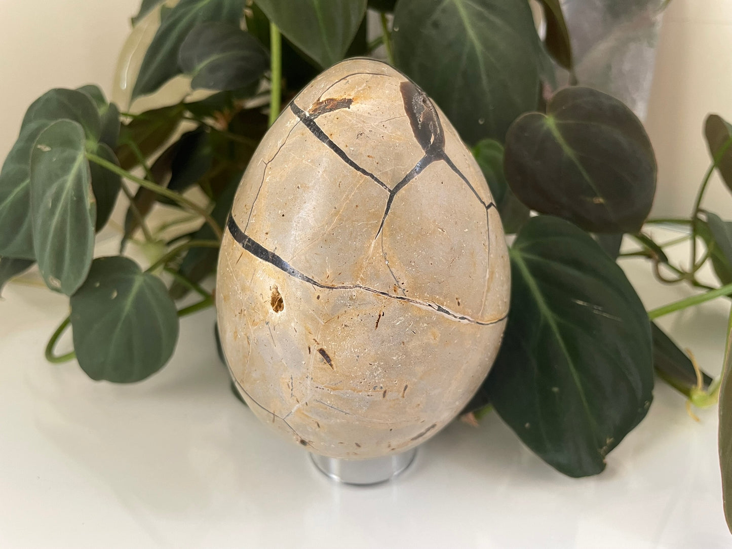 Septarian (Dragon Stone) Egg