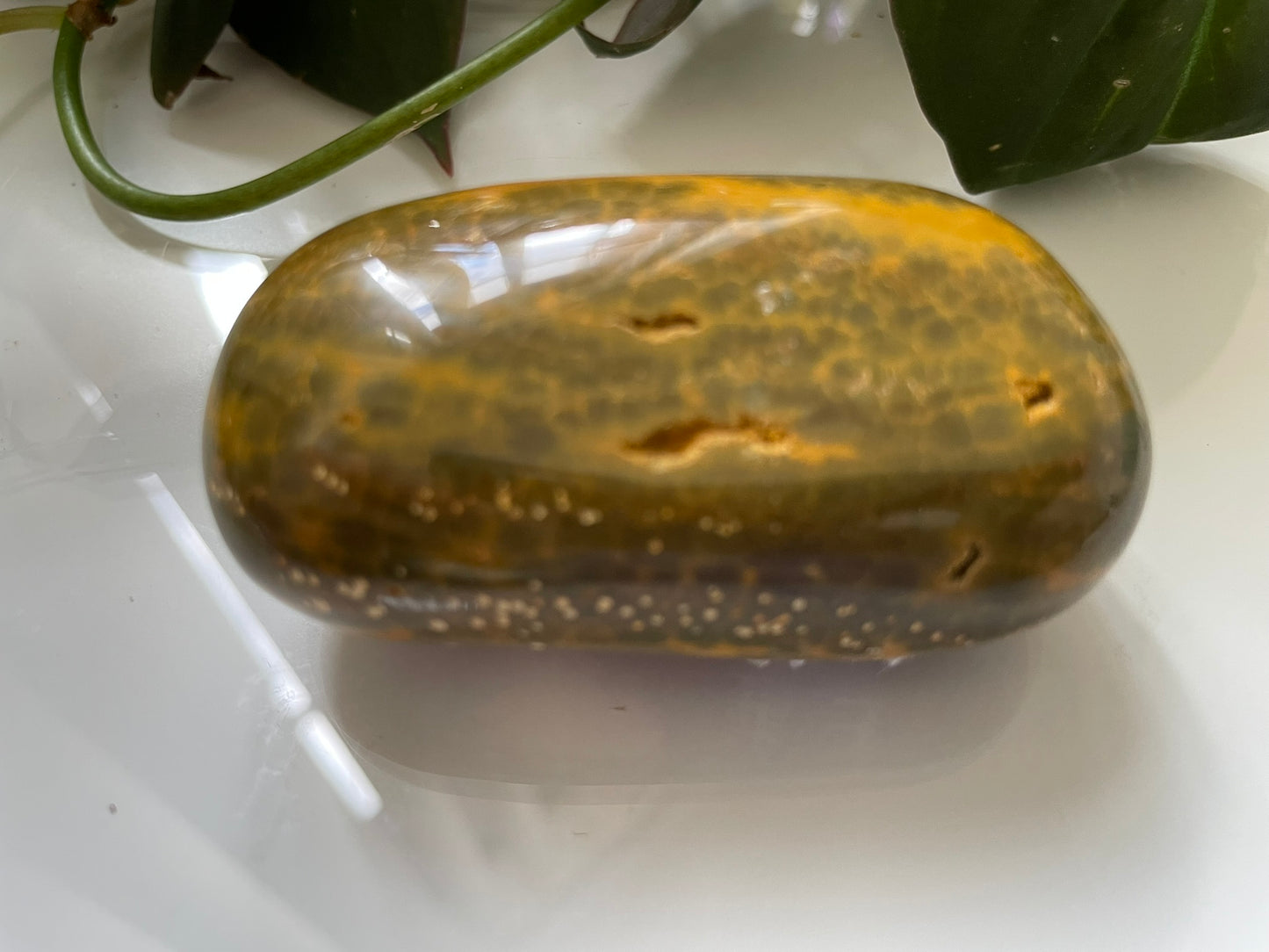 Ocean Jasper Palmstone