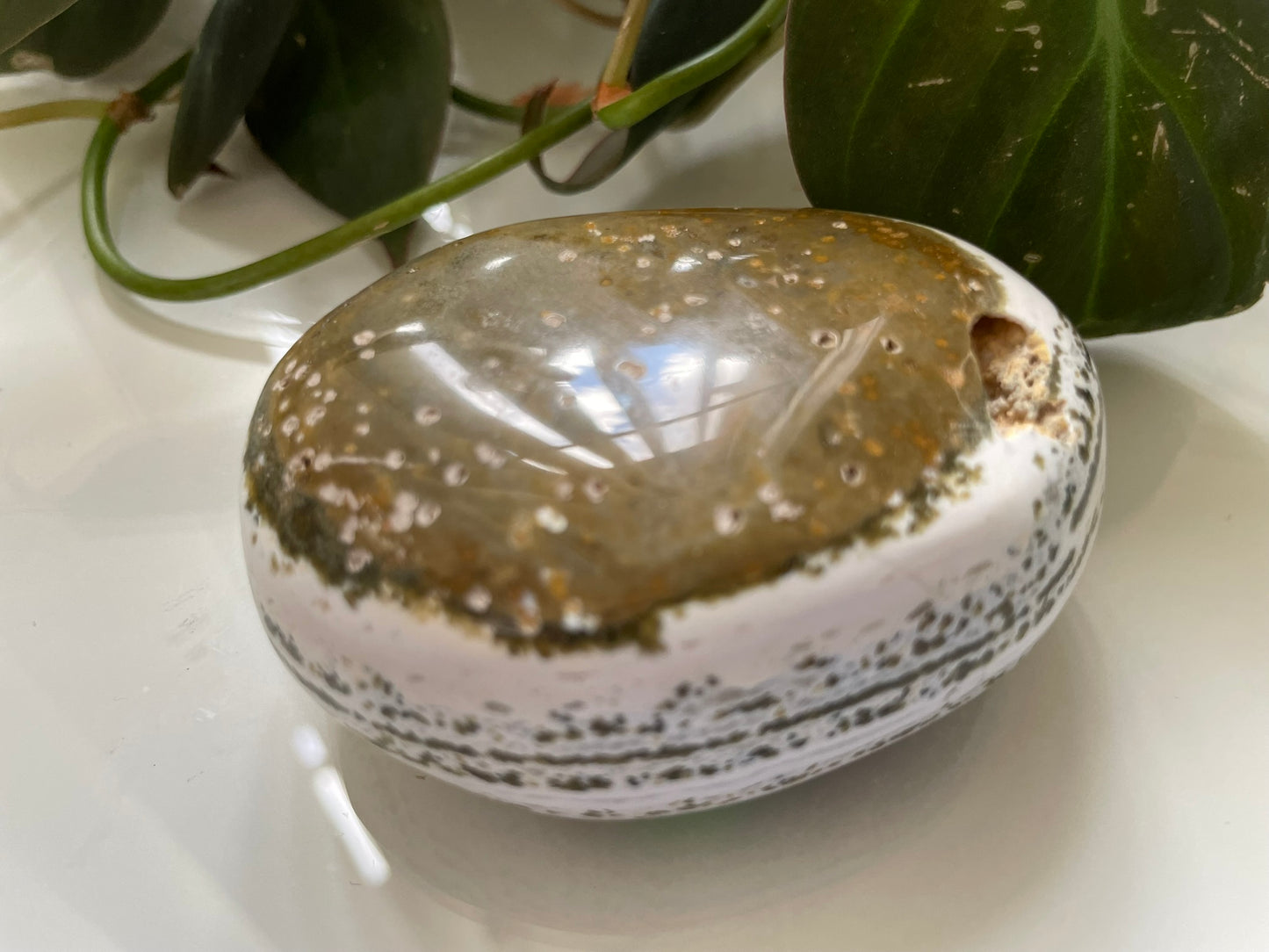 Ocean Jasper Palmstone