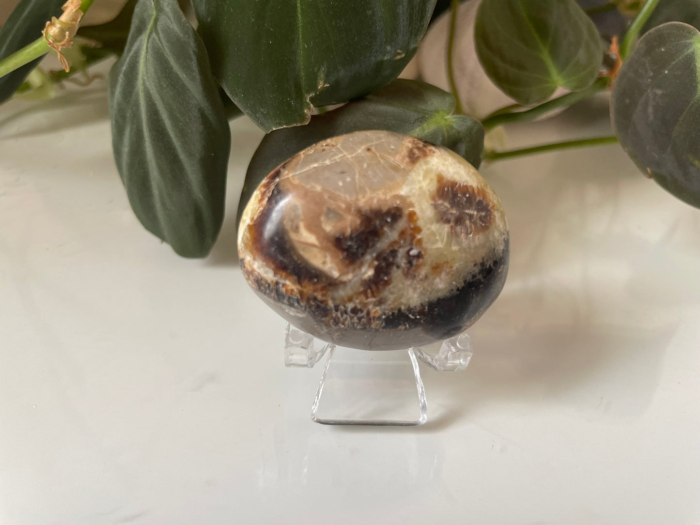 Septarian (Dragon Stone) Palmstone