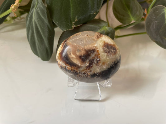 Septarian (Dragon Stone) Palmstone