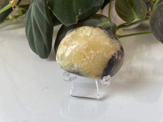 Septarian (Dragon Stone) Palmstone