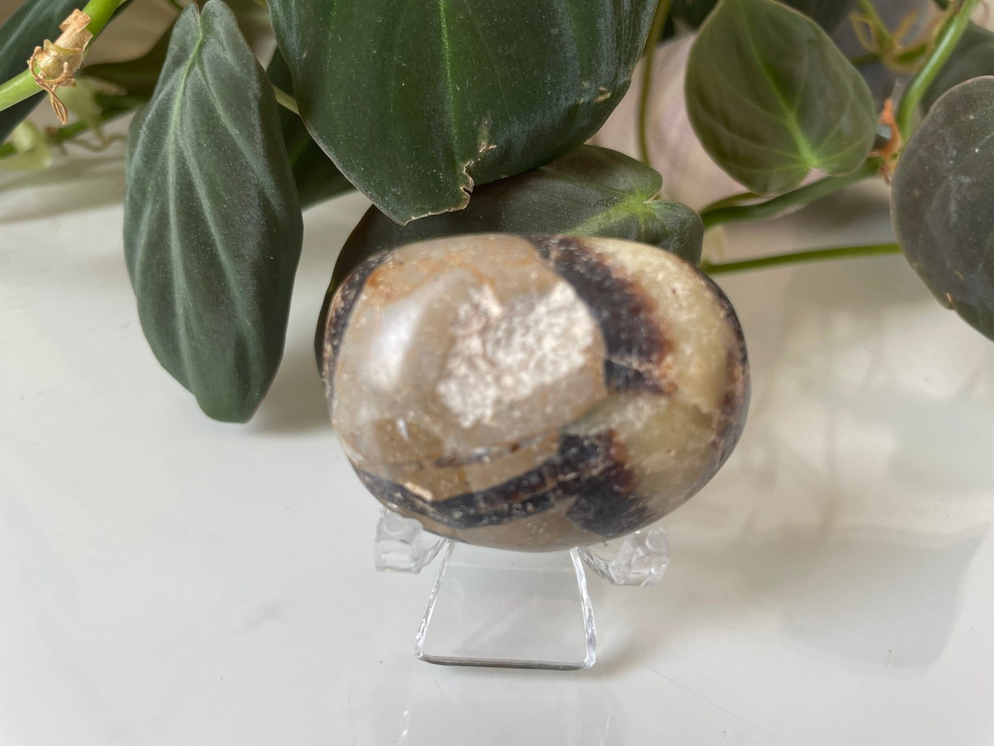Septarian (Dragon Stone) Palmstone