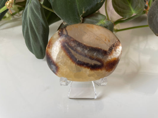 Septarian (Dragon Stone) Palmstone