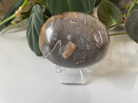 Septarian (Dragon Stone) Palmstone