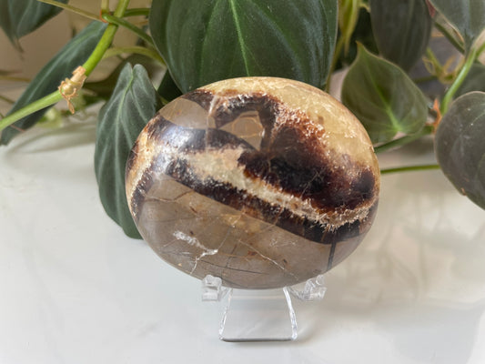 Septarian (Dragon Stone) Palmstone