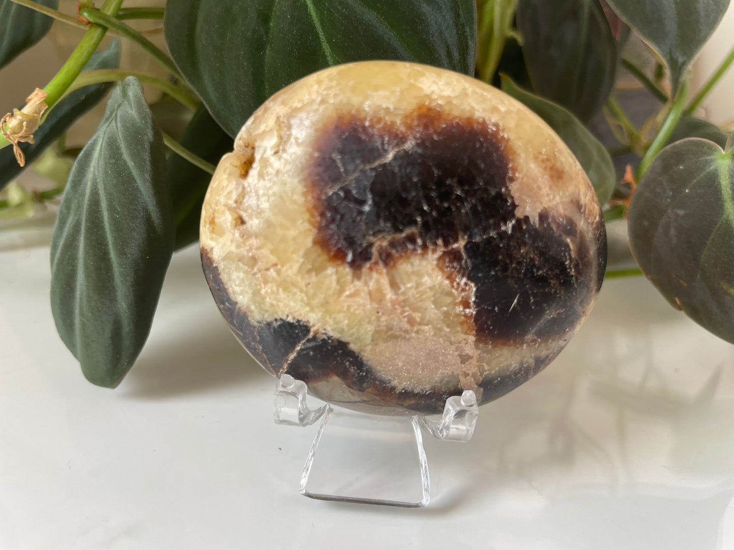 Septarian (Dragon Stone) Palmstone