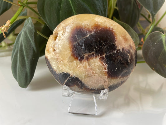 Septarian (Dragon Stone) Palmstone