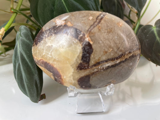 Septarian (Dragon Stone) Palmstone