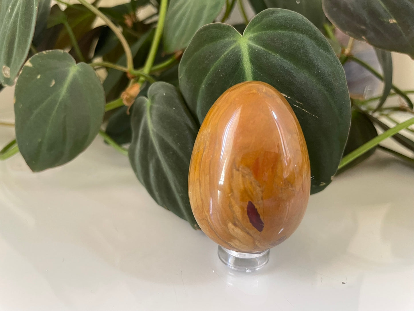 Petrified Wood Egg