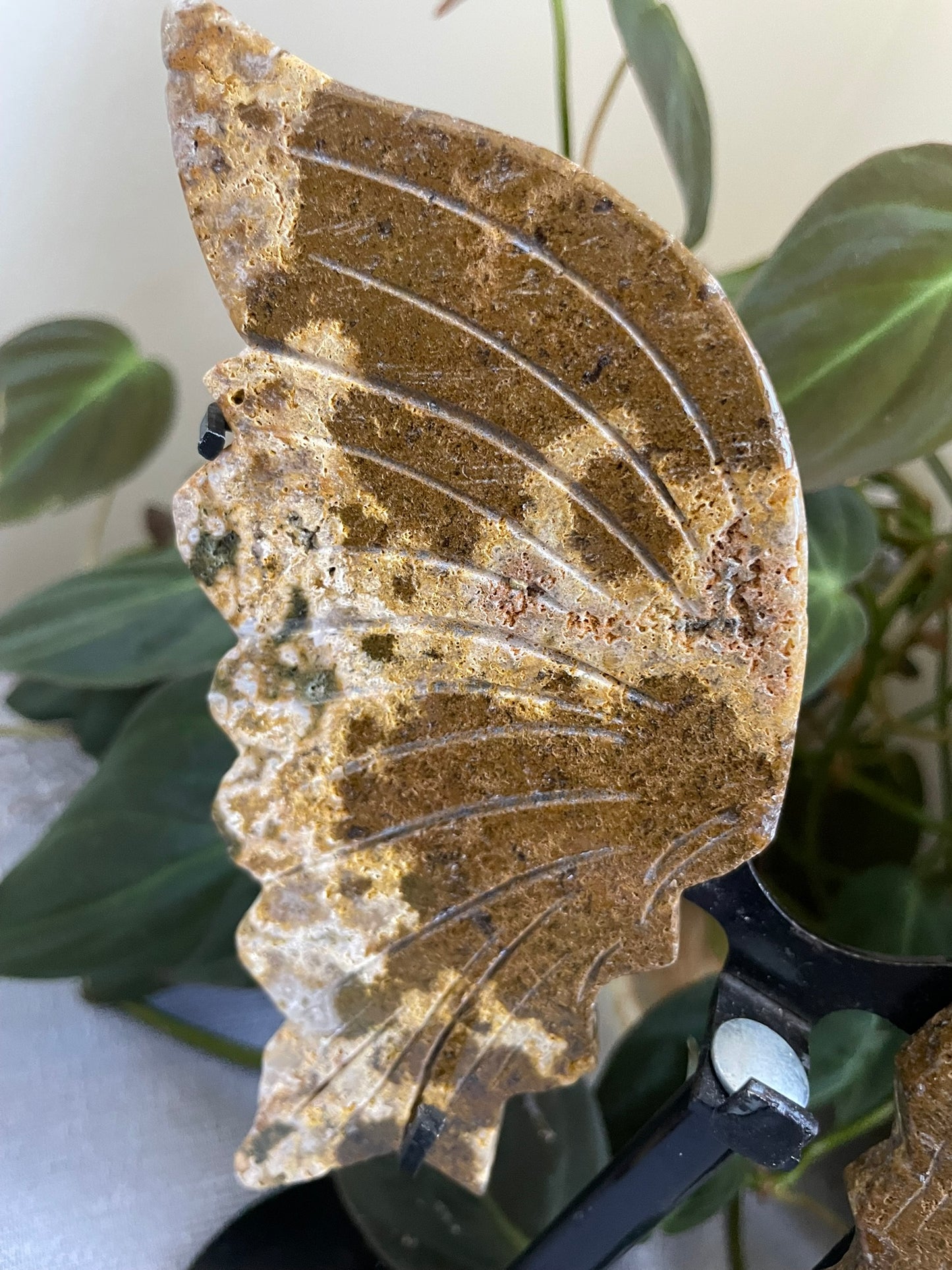 Ocean Jasper Butterfly Wings