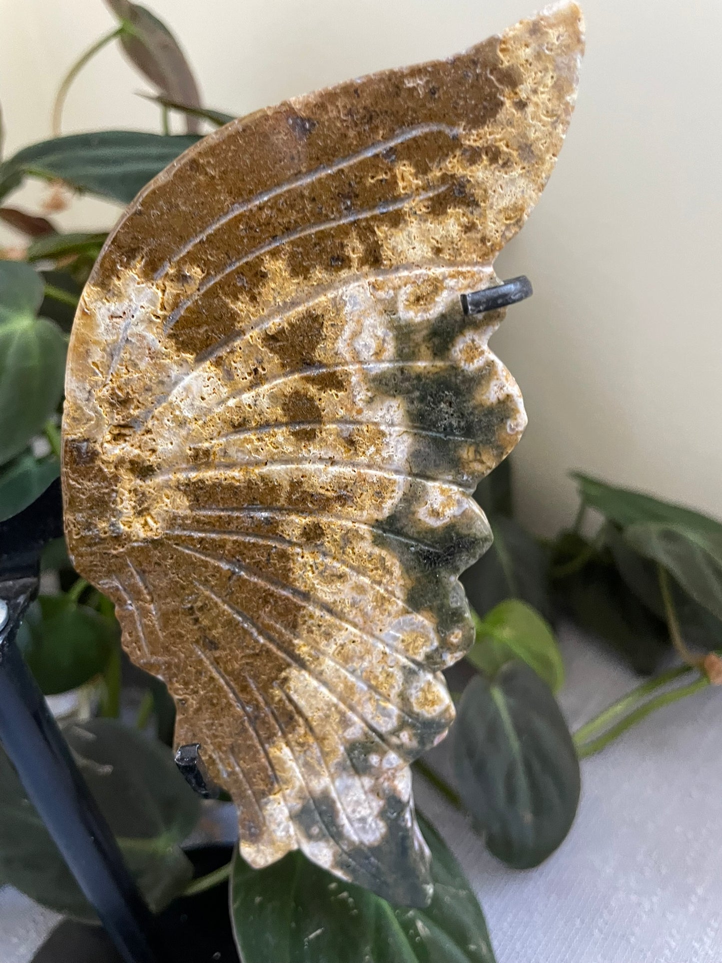 Ocean Jasper Butterfly Wings